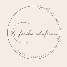 feathered_focus_