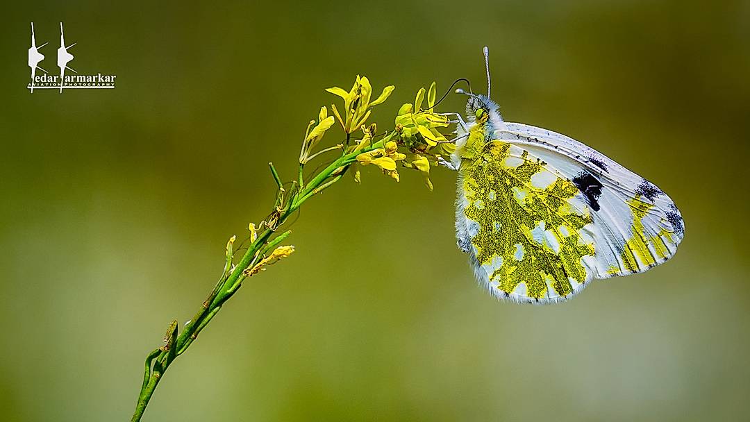 Vivid Wildlife
