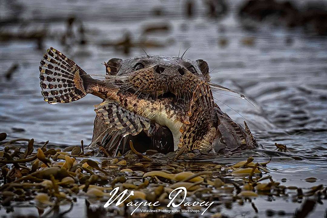 Otter with Scorpion fish