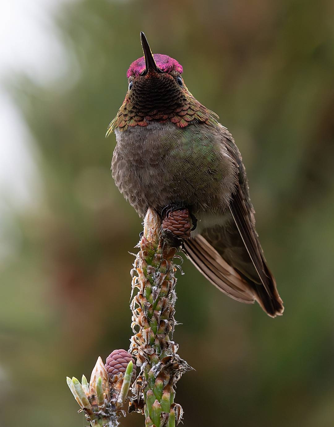 Humming bird perched on a branch with pollen on its beak 