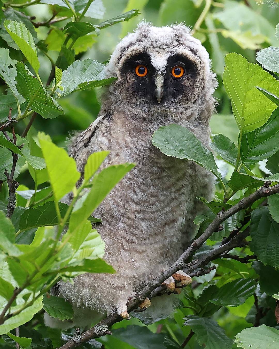 Long Eared Owlet.

An undoubted highlight of this last year, finally getting to photograph some proper little fulffballs. not long after they had branched. They look like orange eyed Ewoks. Beautiful creatures. It is those piercing orange eyes