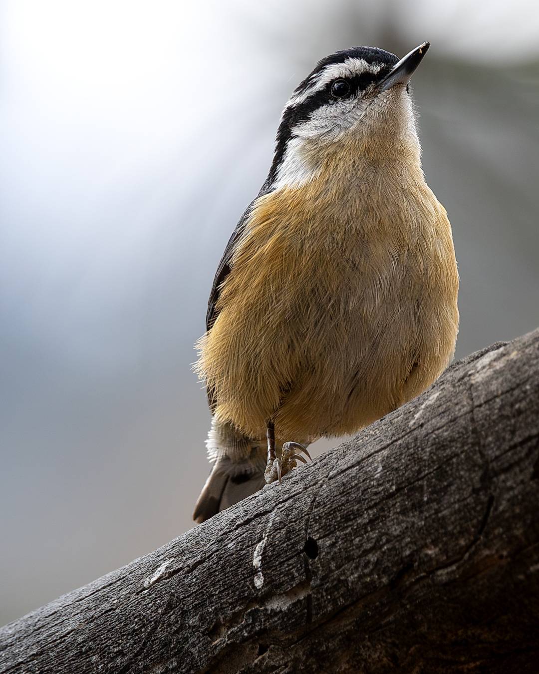 Wildlife Bokeh
