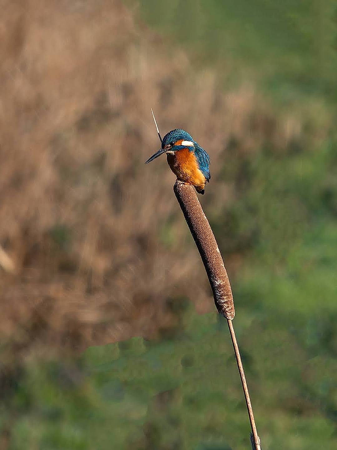 Kingfisher 