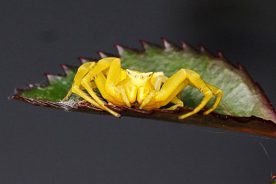 A crab spider perched on a rose leaf.