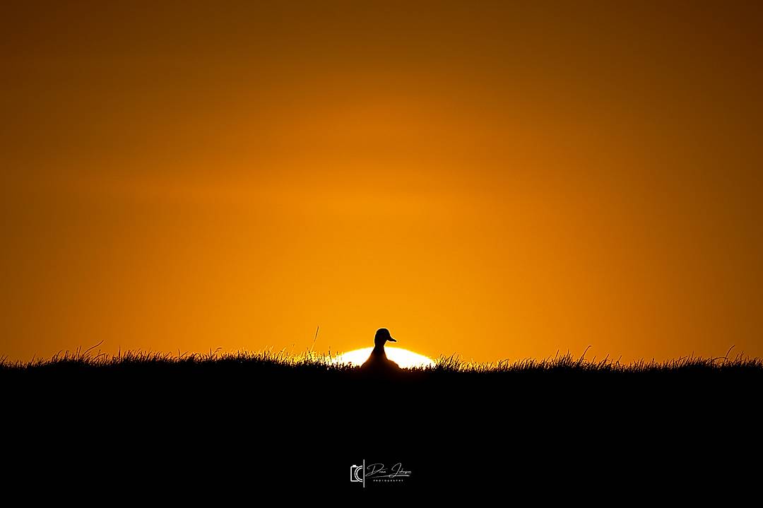 Couldn’t resist this shot a few nights back 