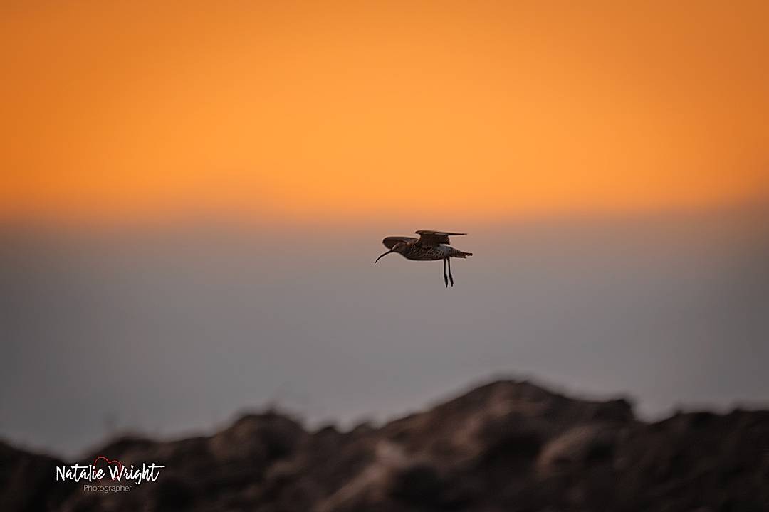 Dark & Moody Wildlife