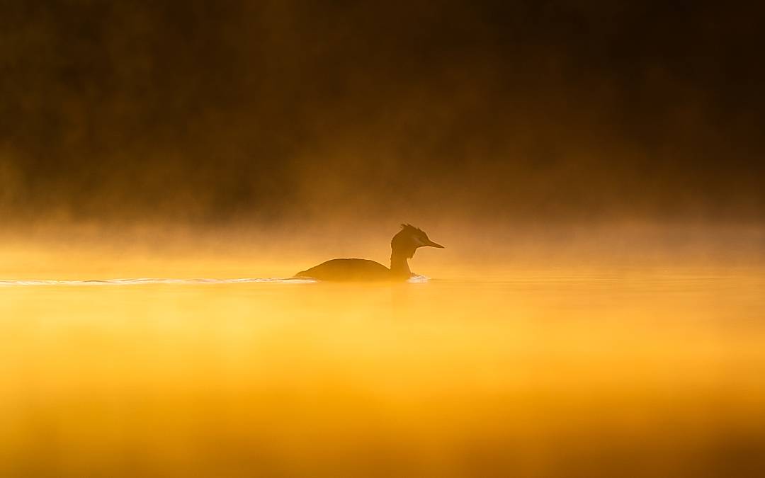 A great crested grebe in golden mist 