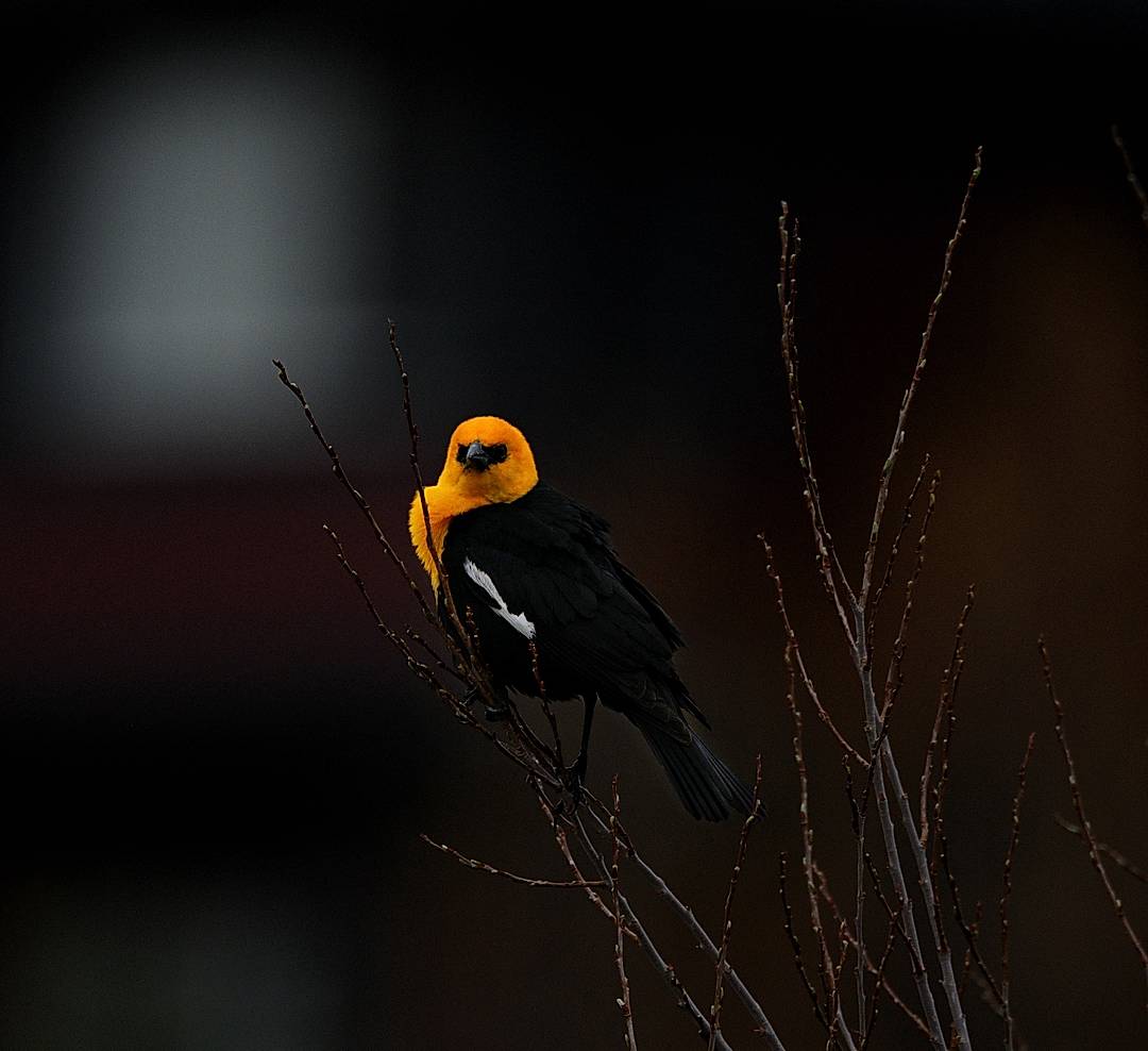 Dark & Moody Wildlife