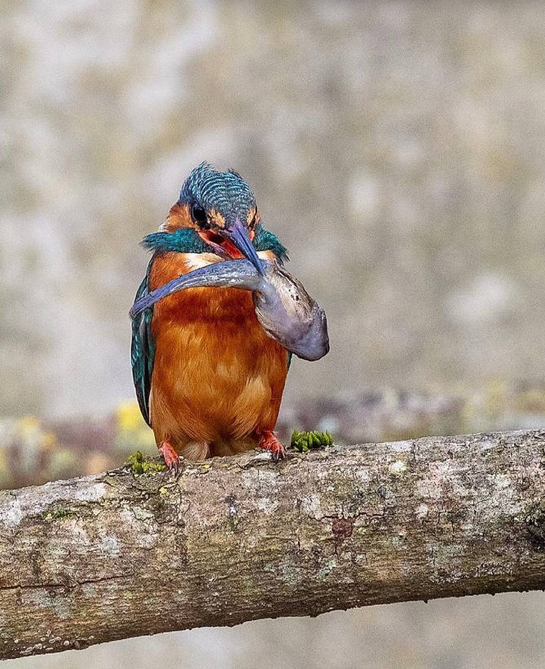 Think I’ve bitten off more than I can chew 