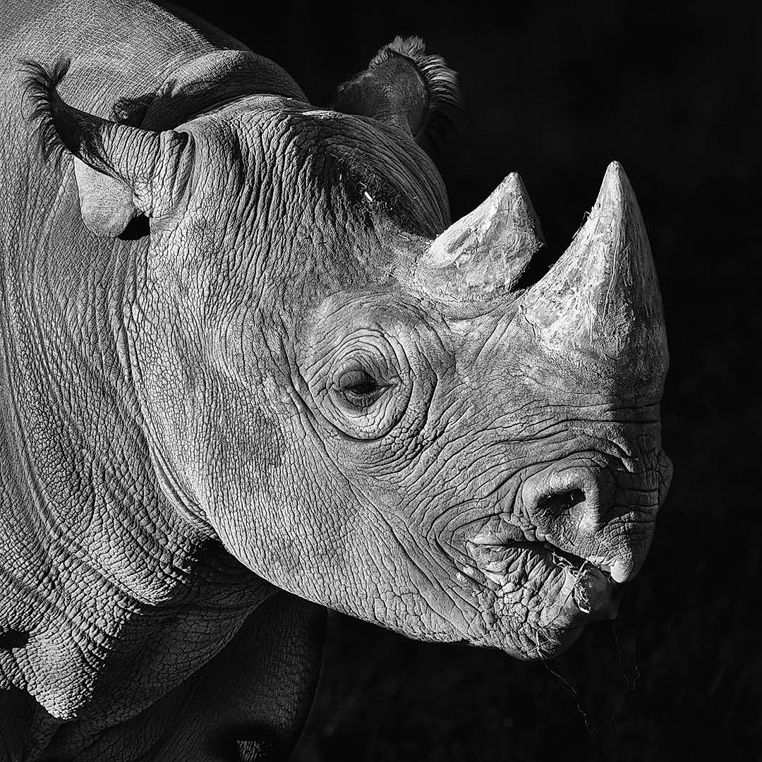 Black & White Wildlife