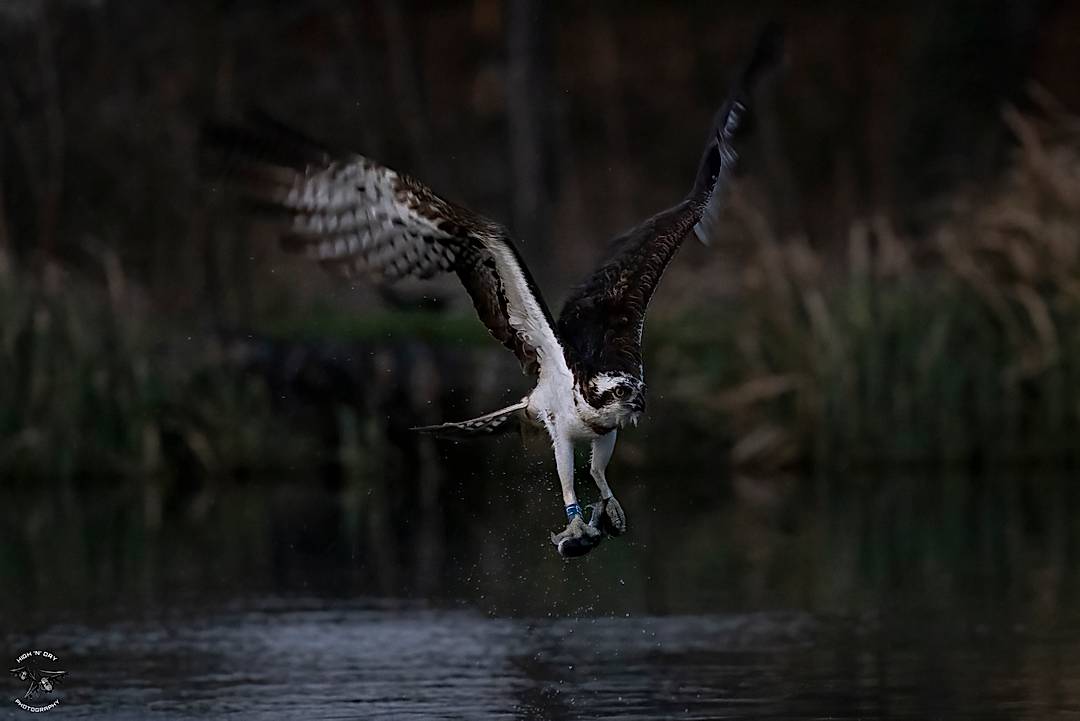 Osprey out before the sunrise to find breakfast.  