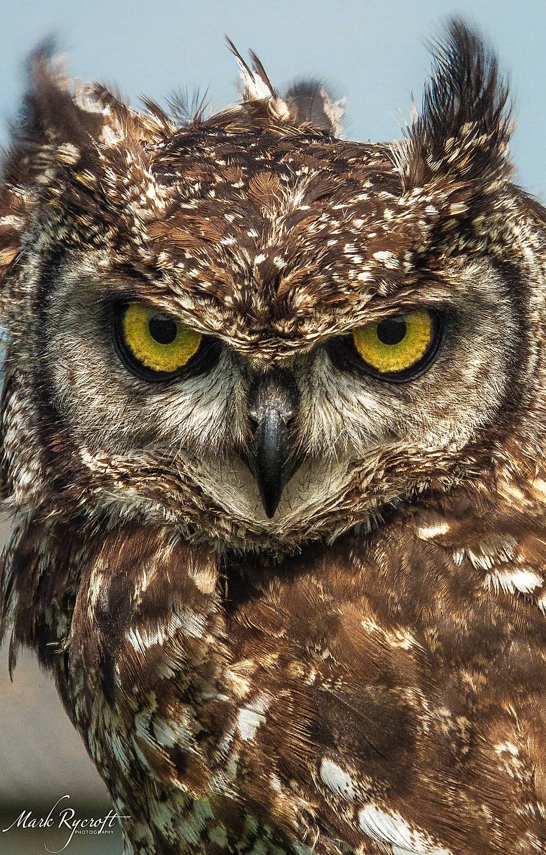 European Eagle Owl giving an intense stare. 