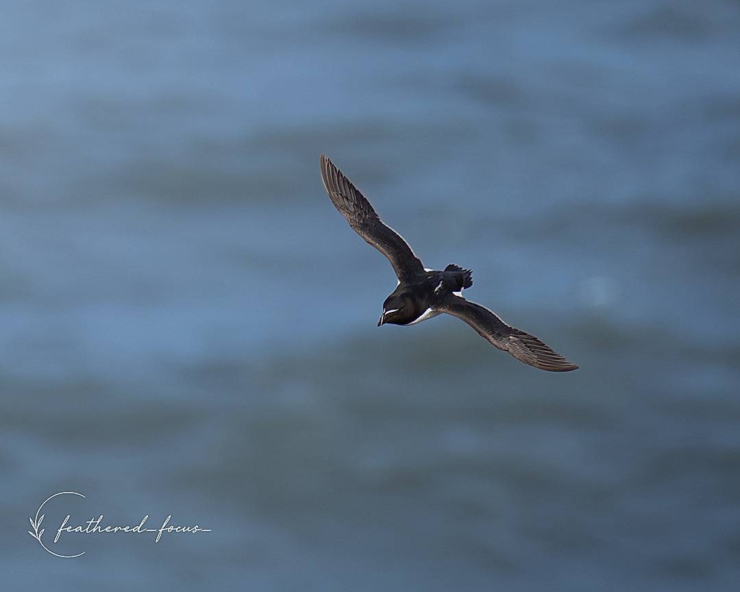 Birds in Motion