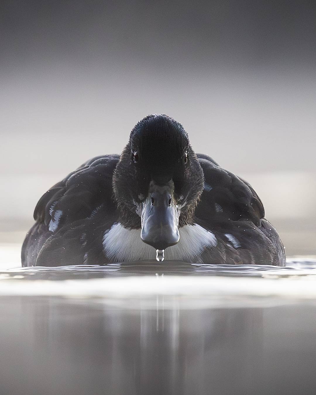 A Mallard (crossbred with something else by the looks of it) head on early morning at Attenborough Nature Reserve 