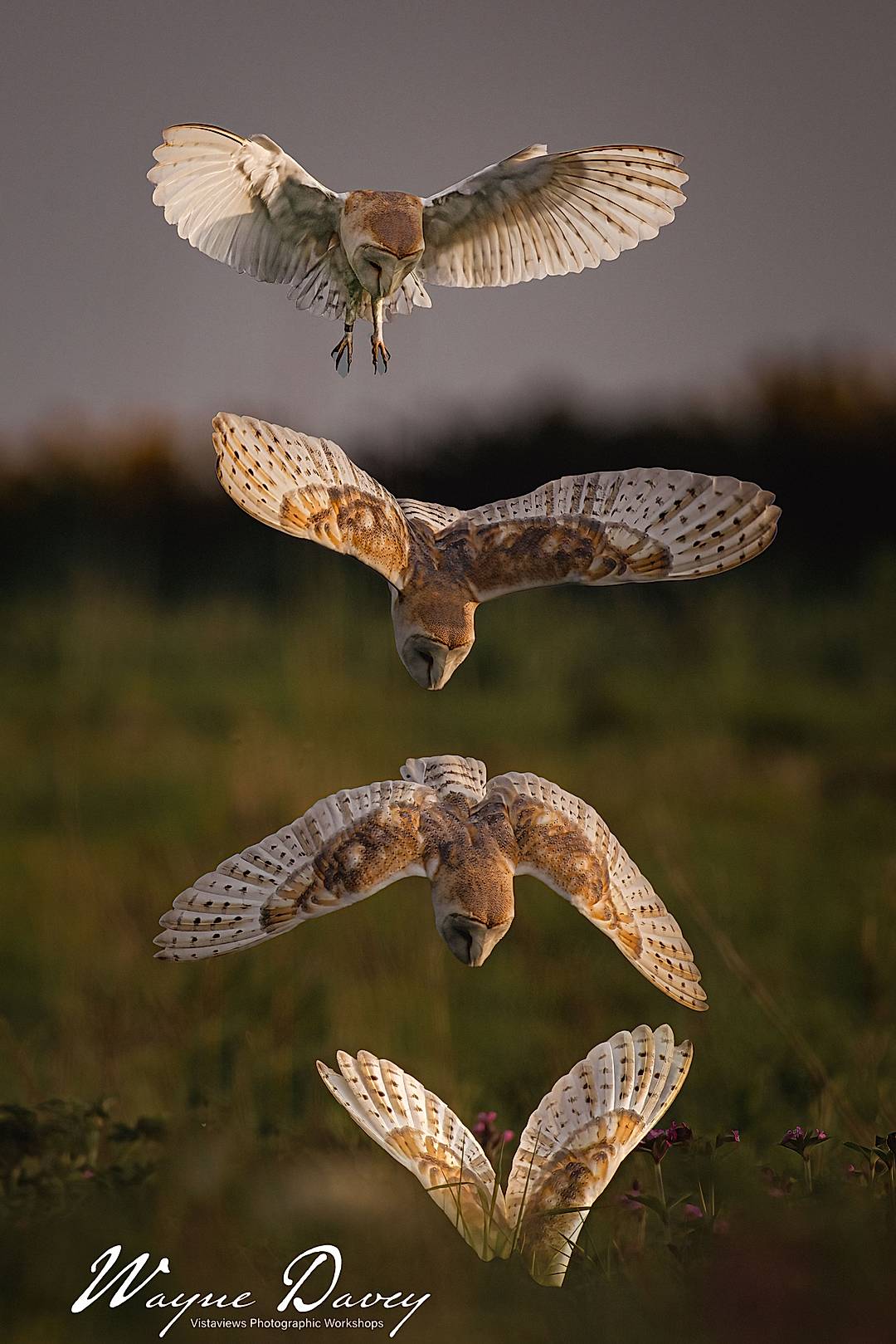Barn owl dive, multi shot