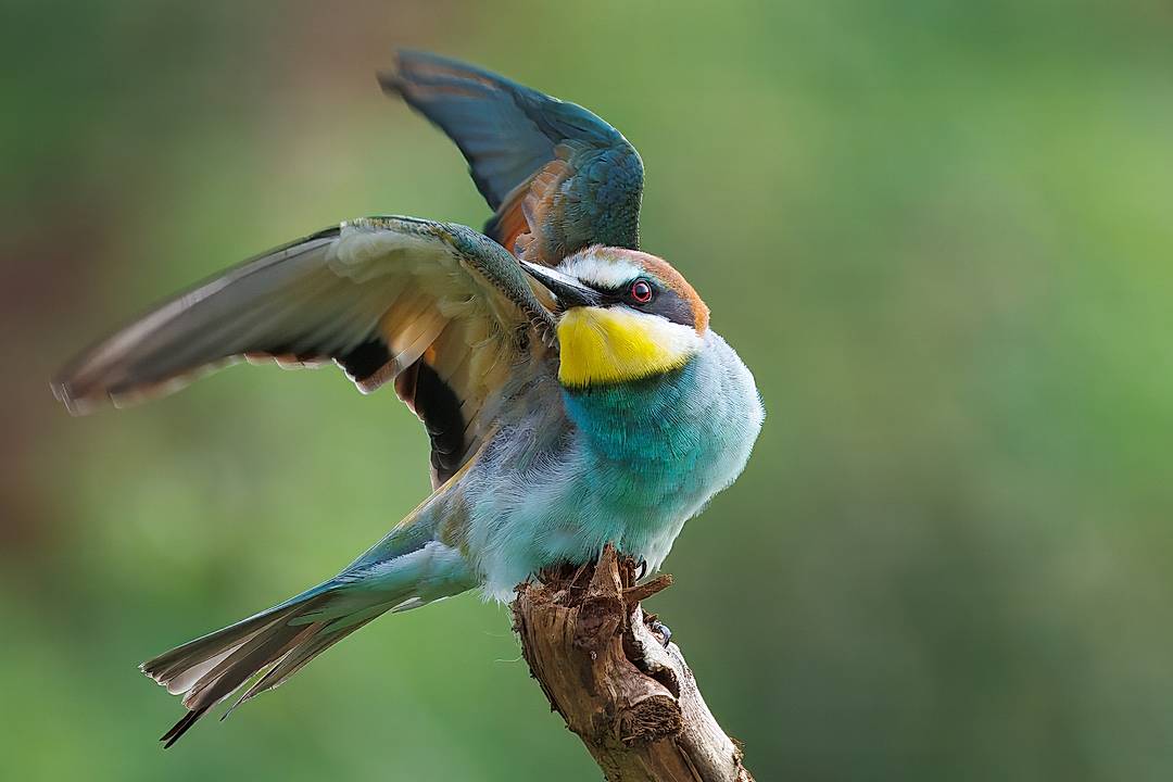 European Bee eater