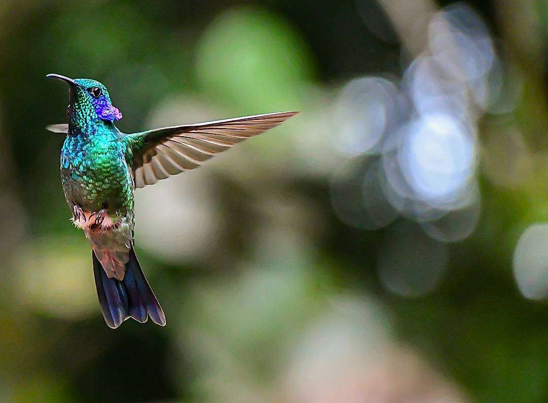 Hummingbirds a plenty in the Monteverde Cloud Forest in Costa Rica 