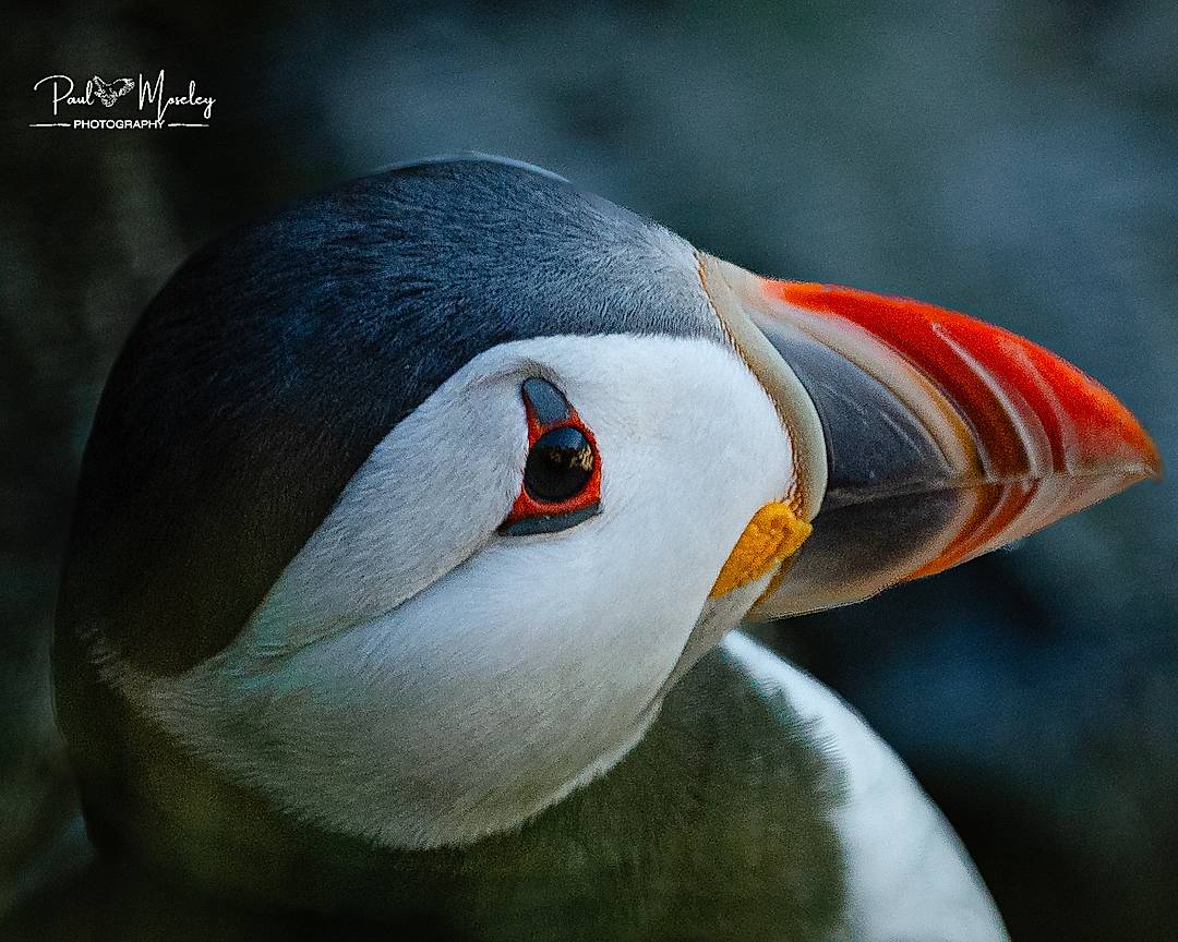 Puffin had an eye on me!