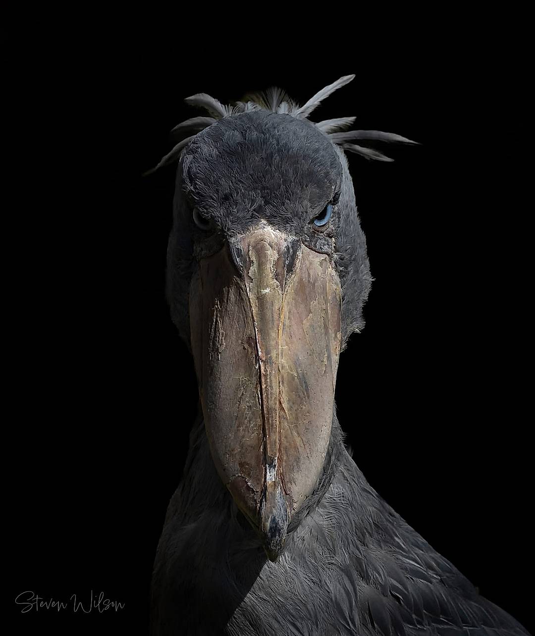 Shoebill from exmoor zoo 