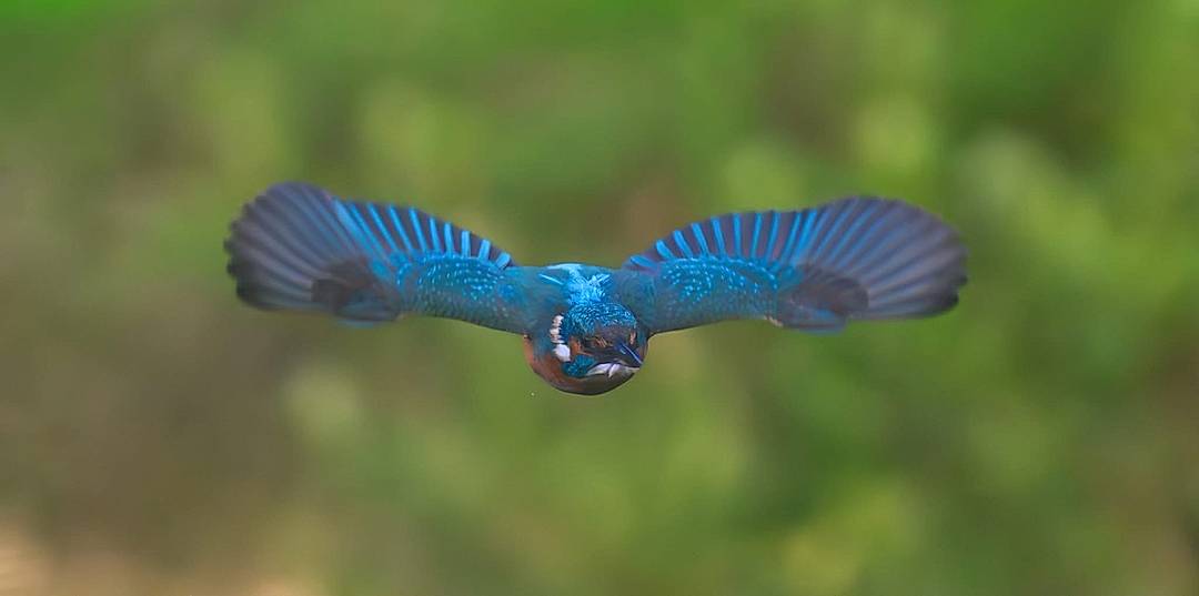 Kingfisher 