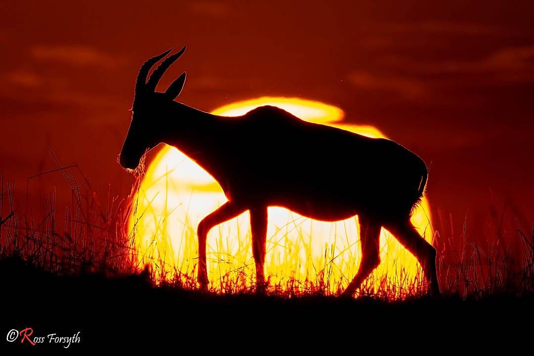Topi wanders in front of the setting sun on the Masai Mara