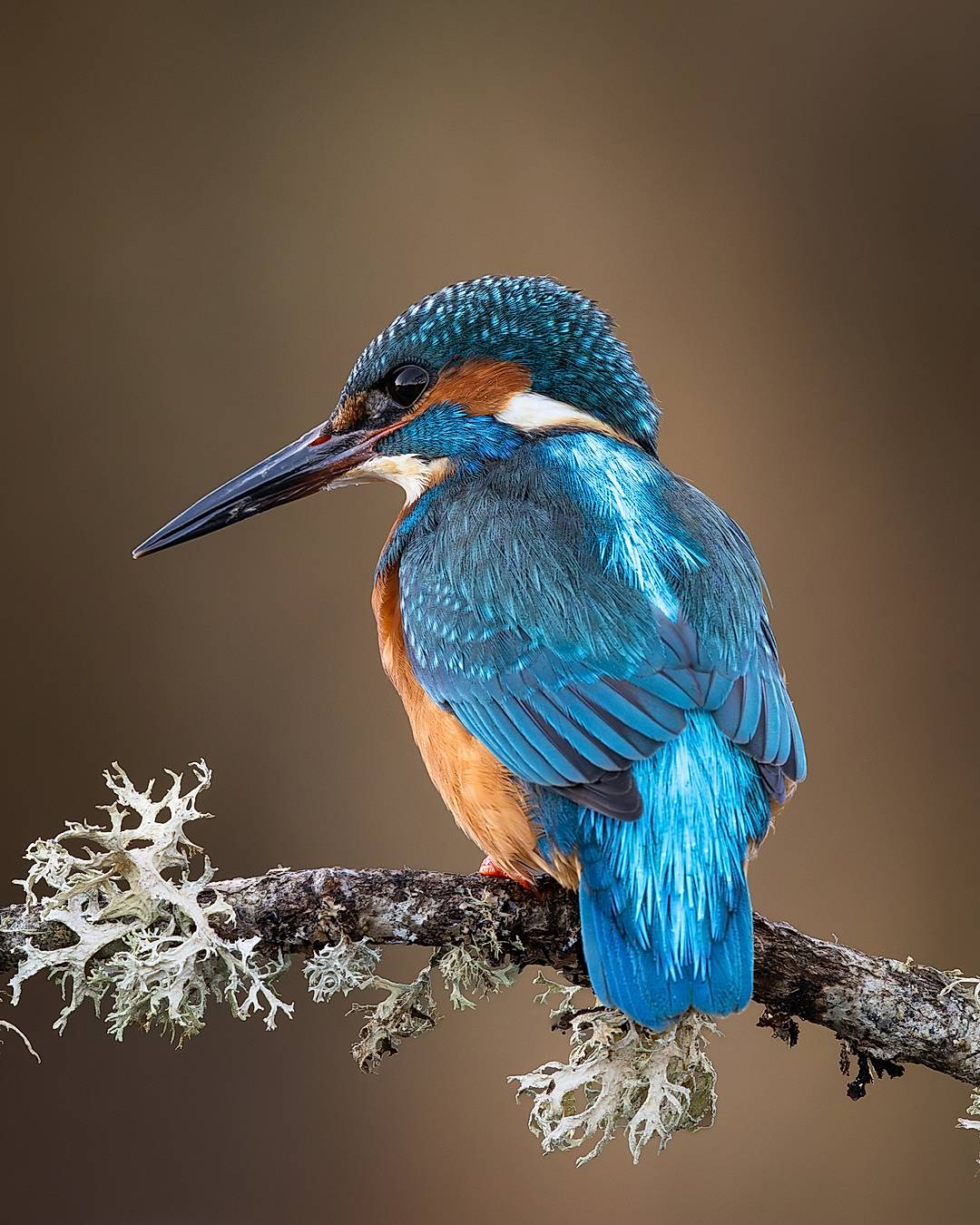 Edit Remix: Wildlife Edition 