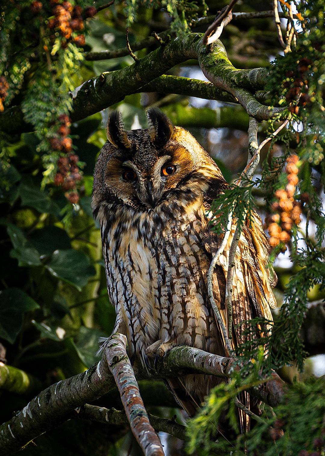 Long eared owl resting