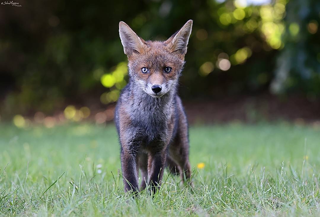 Fox Friday. A curious Fox Cub that came unbelievably close, with a nice bit of bokeh in the background.