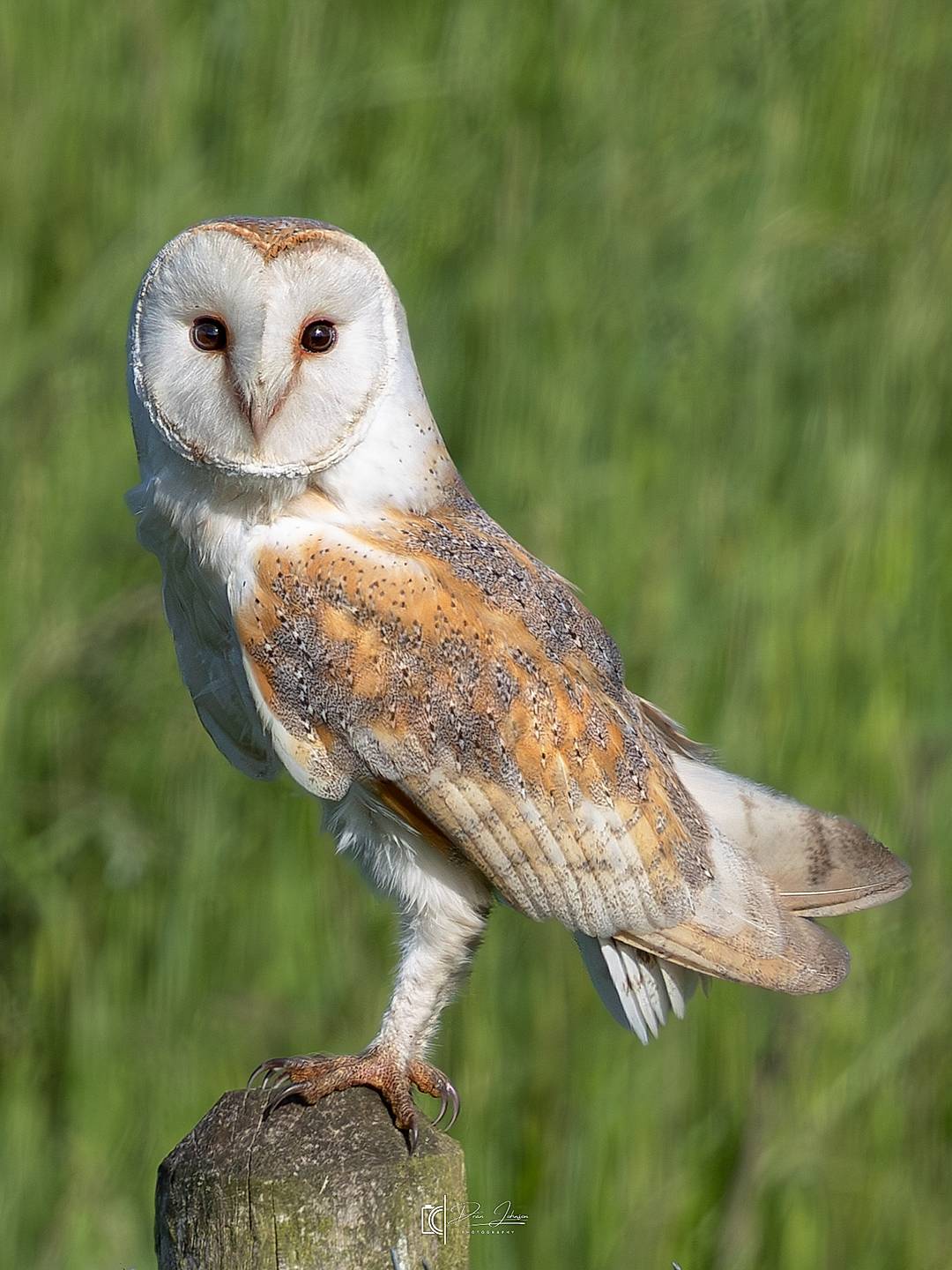 Barn owl from this mornings early stroll with the camera 