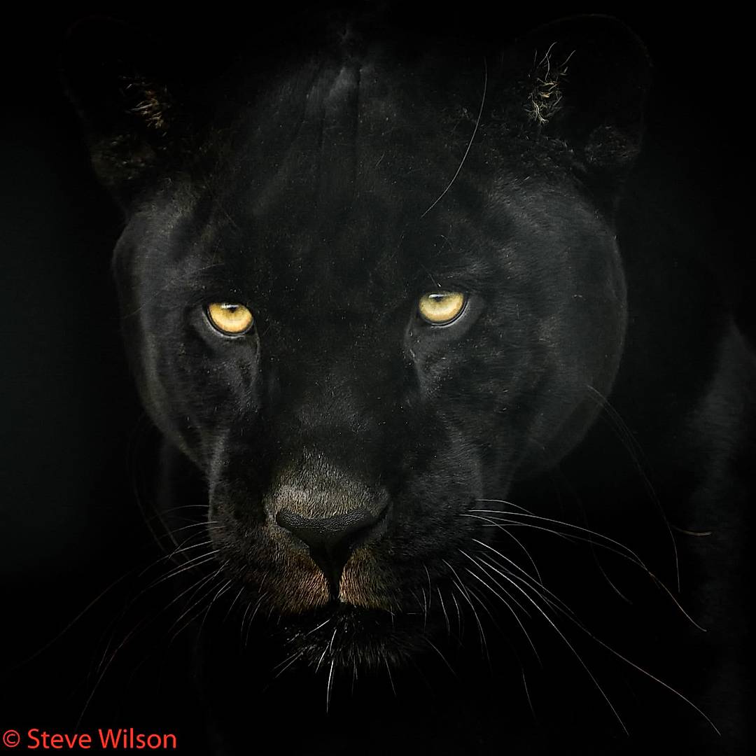 Black Jaguar from Big Cat Sanctuary, Kent 