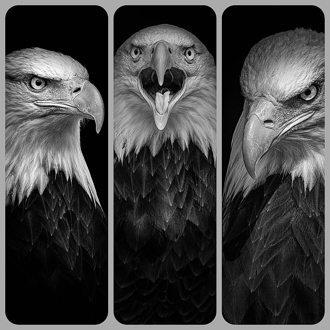 Eagle eye mono triptych 