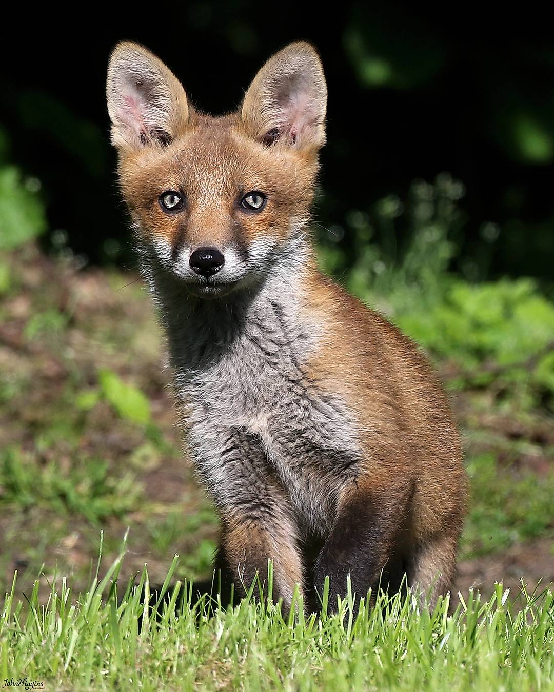A pale eyed fox cub from a few years back. What a little stunner she was. I really hope she is thriving somewhere.