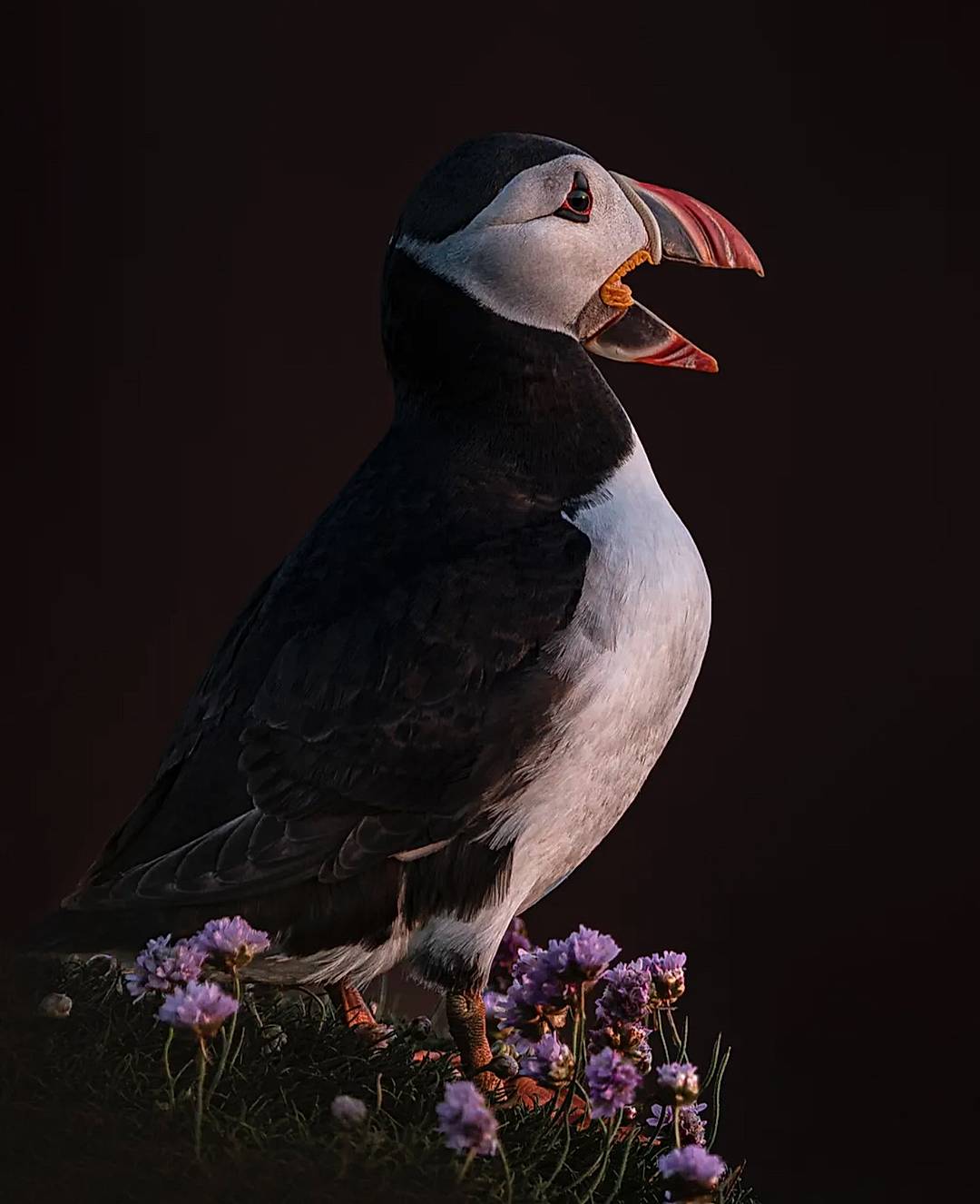 Sunset puffin 2