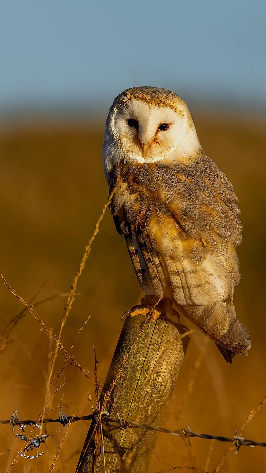 Barn Owl basking in the evening summer light. 