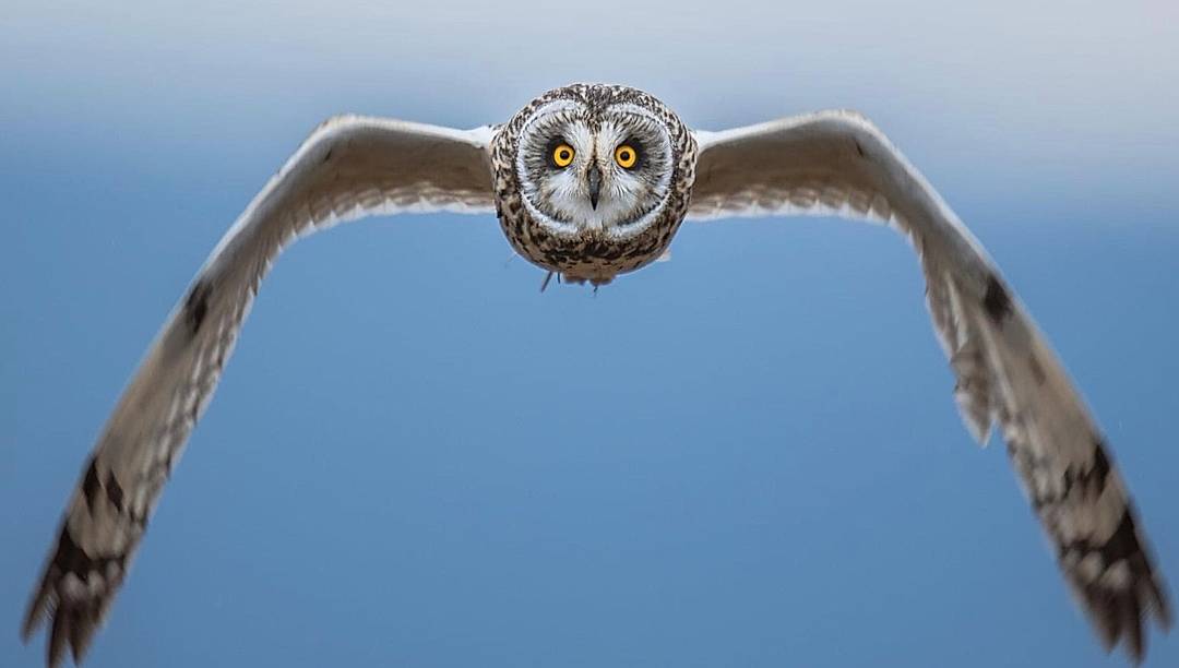 Head on with a short eared owl 