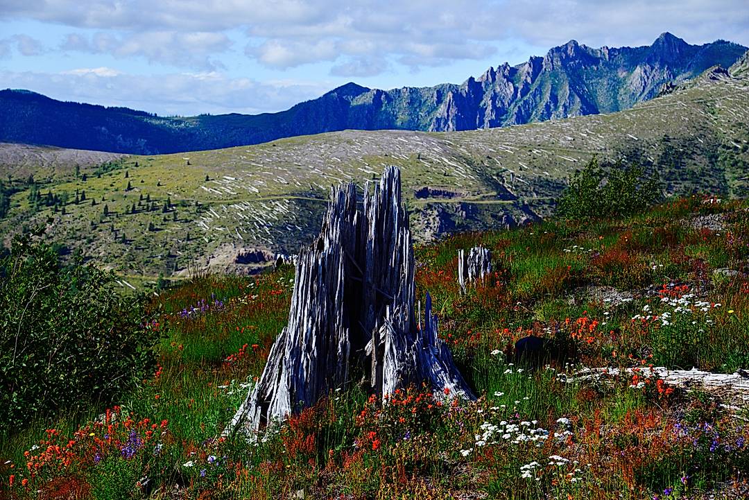 Shattered tree stumps and regrowth in the blast zone. Notice the flattened trees in the distance 36 years after the eruption. 
