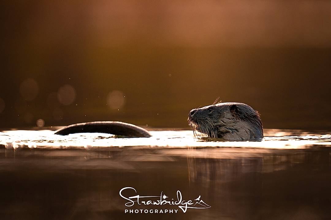 The light on this morning was otterly outrageous!