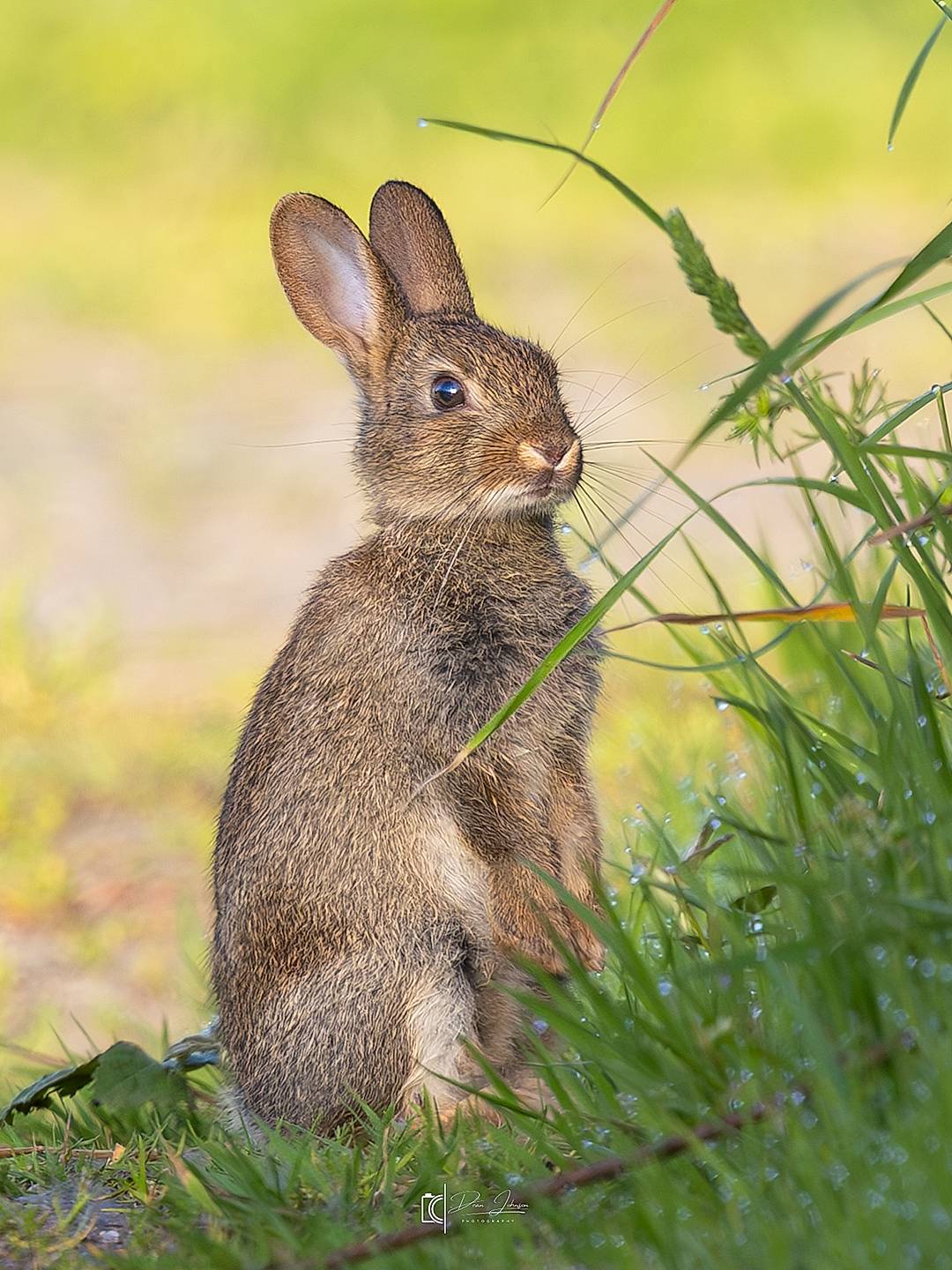A wild rabbit from this morning 