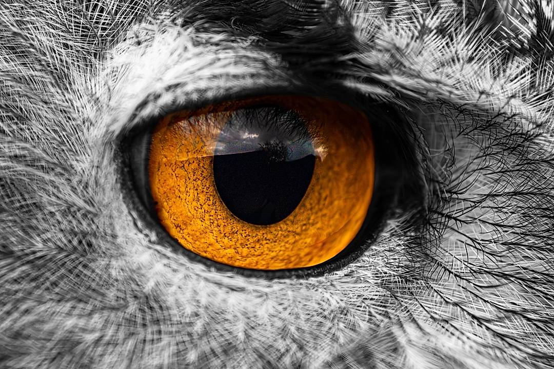 The eye of an eagle owl