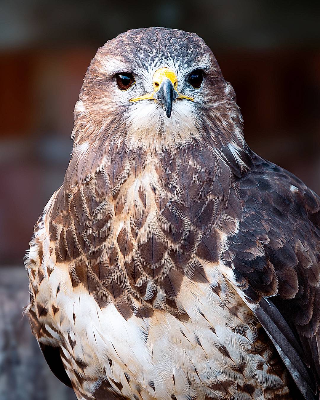 BUZZARD