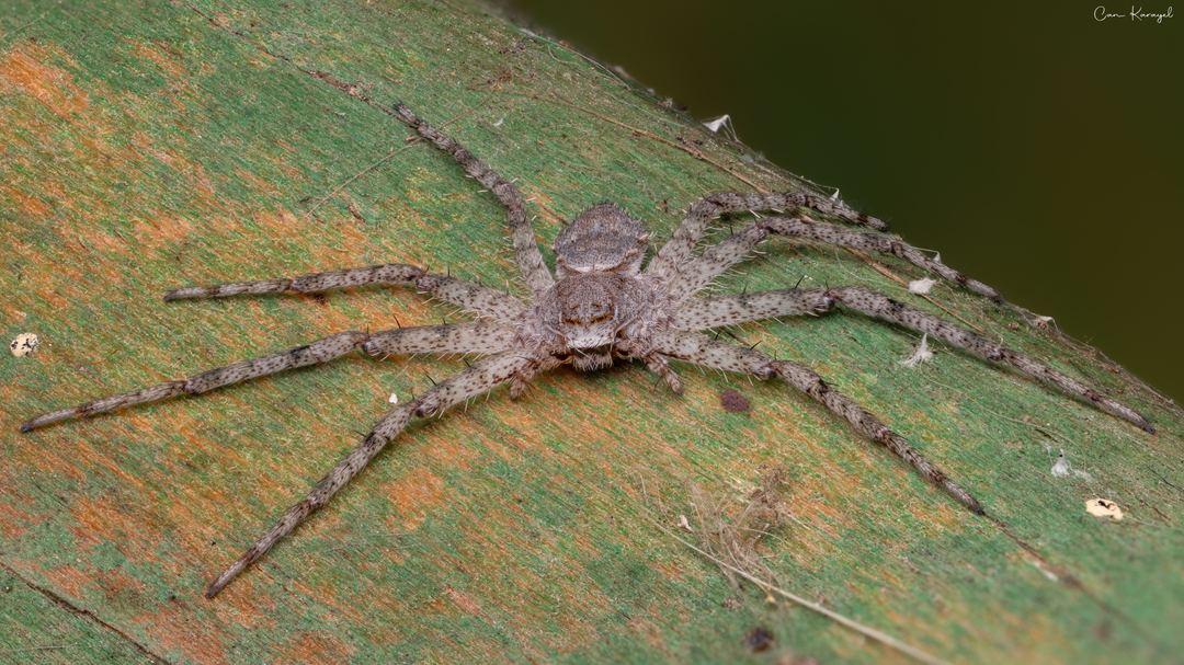 Lichen Running Spider (Philodromus margaritatus)