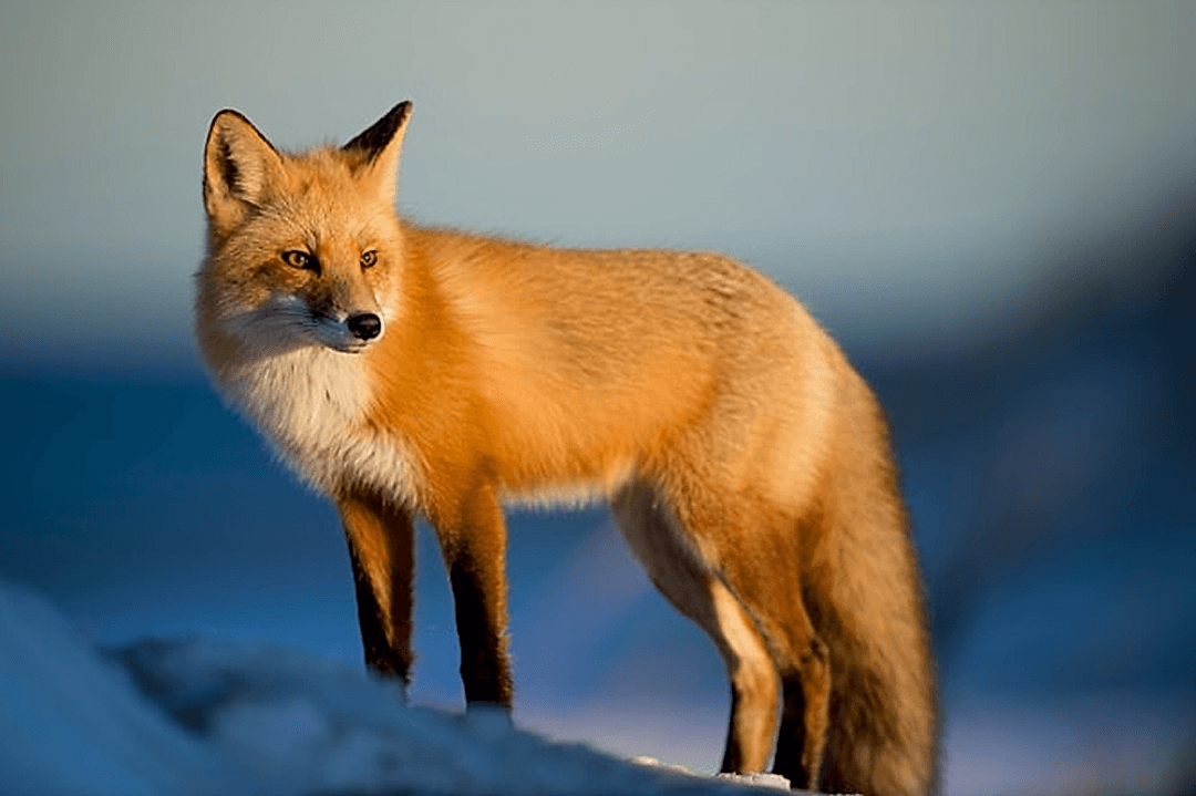 Wildlife
