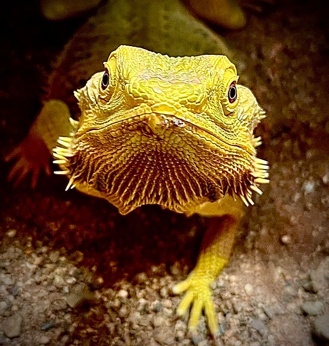 A quick iPhone shot of a 
Reptile at my daughters school,
Unfortunately I have nomidea what it is but I like it 😂