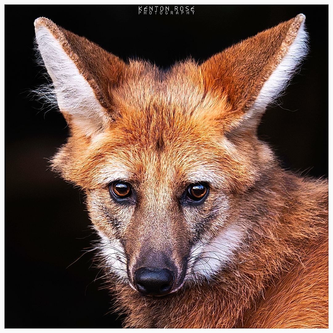 Maned Wolf portrait taken at Yorkshire Wildlife Park