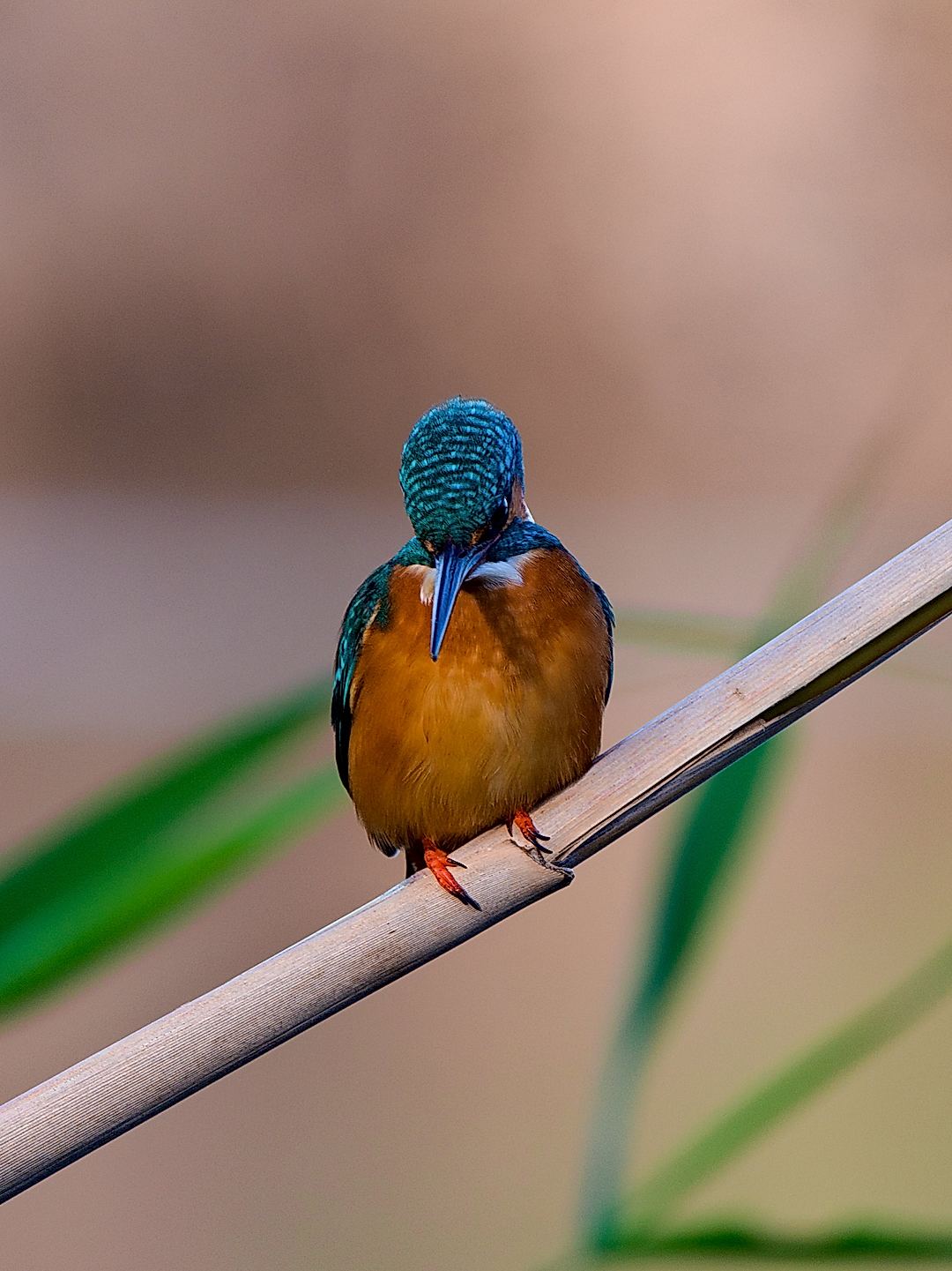 Wildlife photography, G9 + PanaLeica 100-400