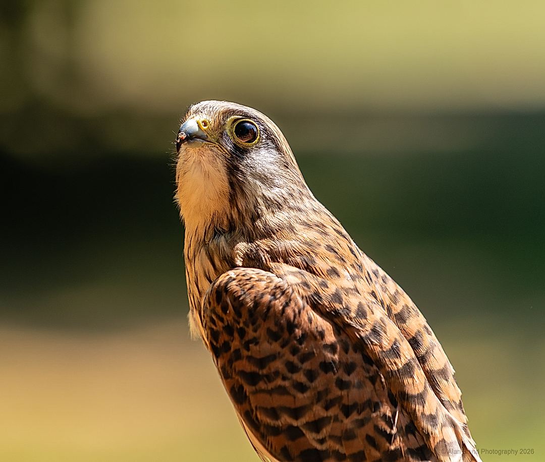 Wildlife Bokeh