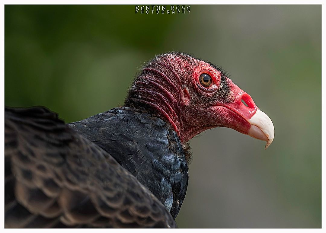 Turkey Vulture at Cotswold Falconry Centre