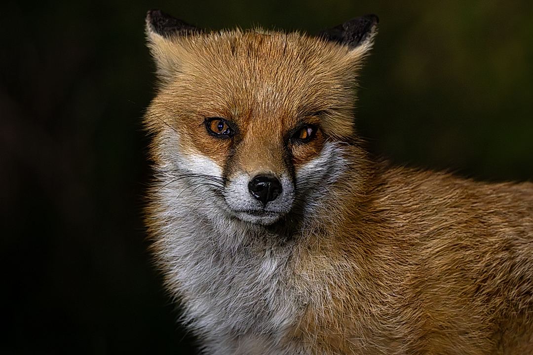 Wild Eyes