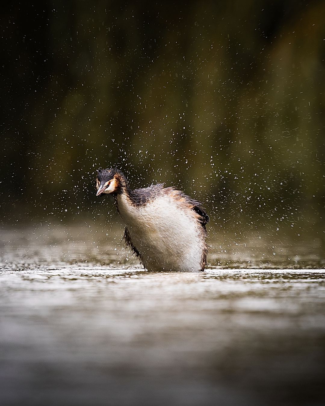 A Great Crested Grebe shaking itself off in the rain 
