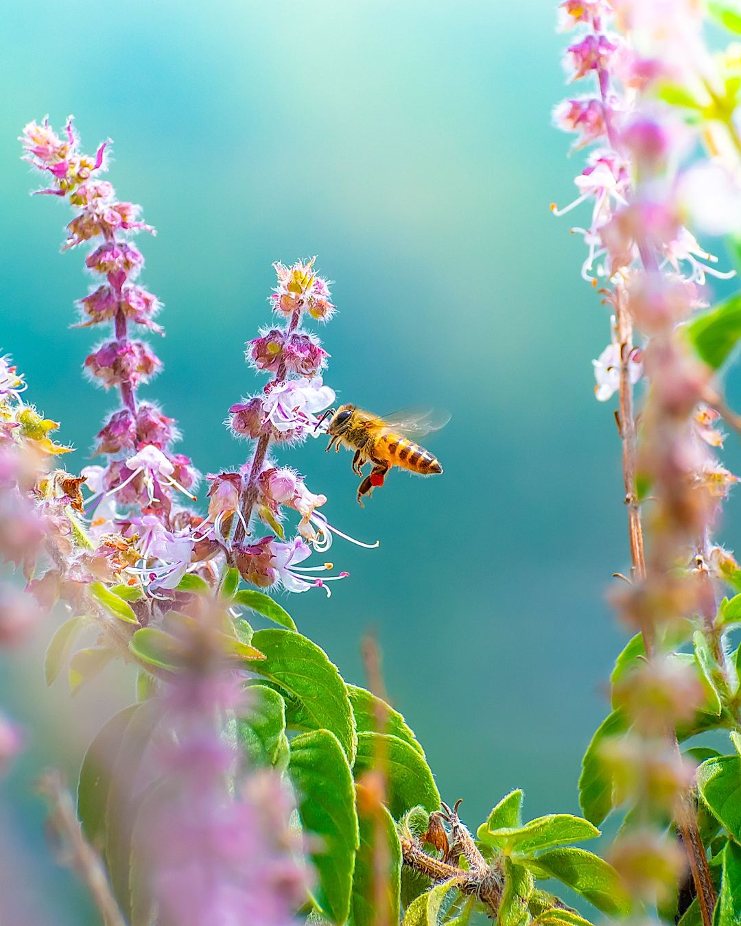Vivid Wildlife